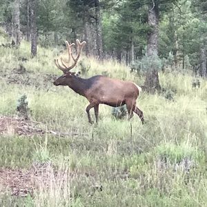 Meet your Posher, Everett